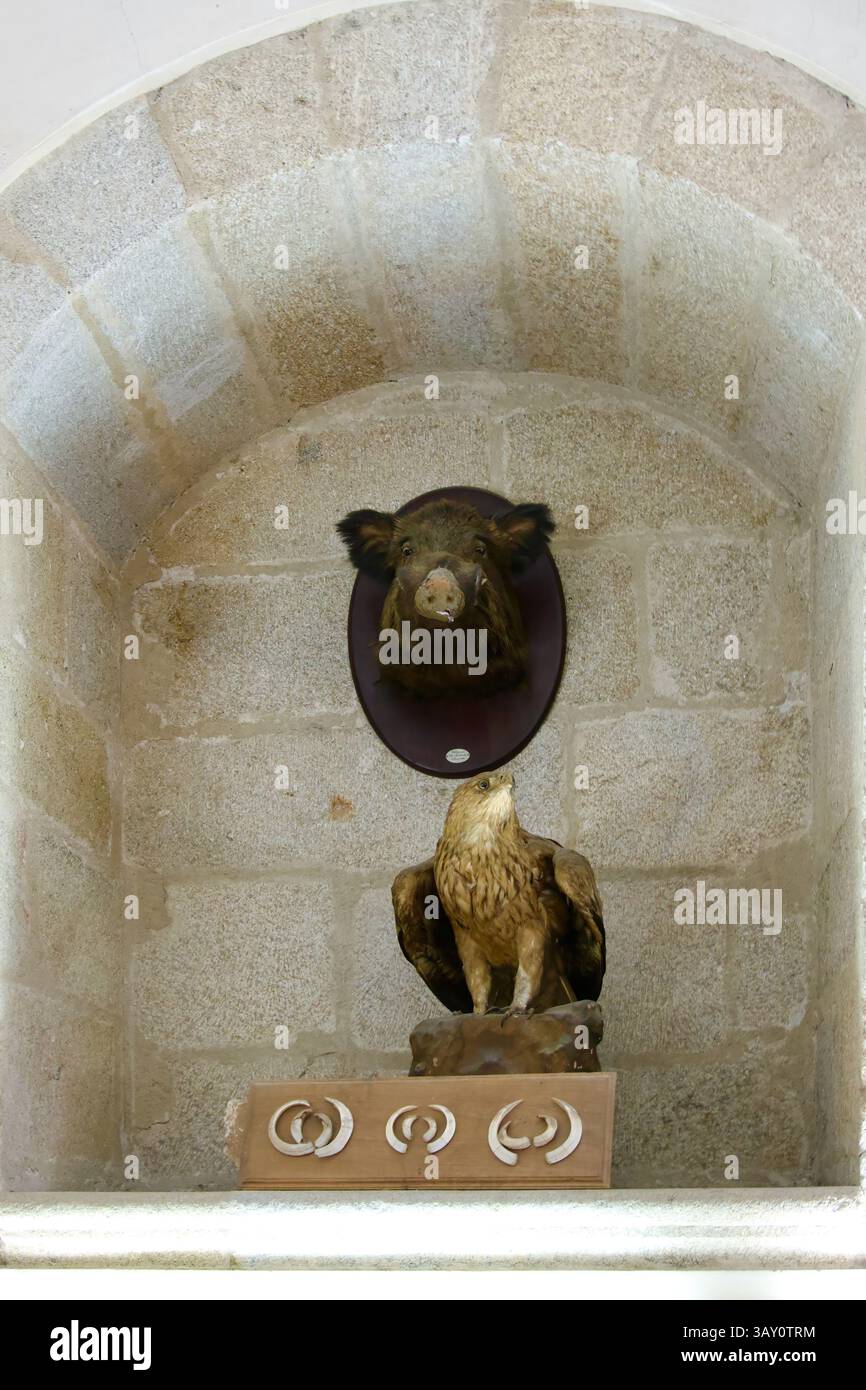 Testa di cinghiale ripiena Sus scrofa aquila reale Aquila chrysaetos e ossa di animali in una sala dei trofei di caccia alcova Palazzo Mirabel Plasencia Spagna Foto Stock