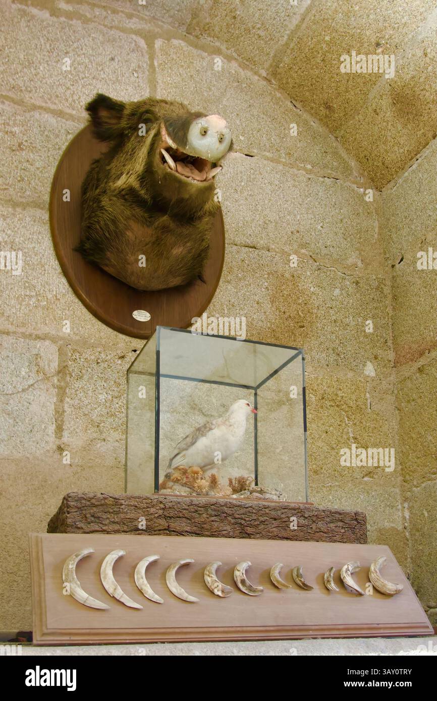 Testa di cinghiale ripiena di Sus scrofa pesca fagiano dorato? E ossa di animali in una sala trofei di caccia alcova Mirabel Palace Plasencia Spagna Europa Foto Stock