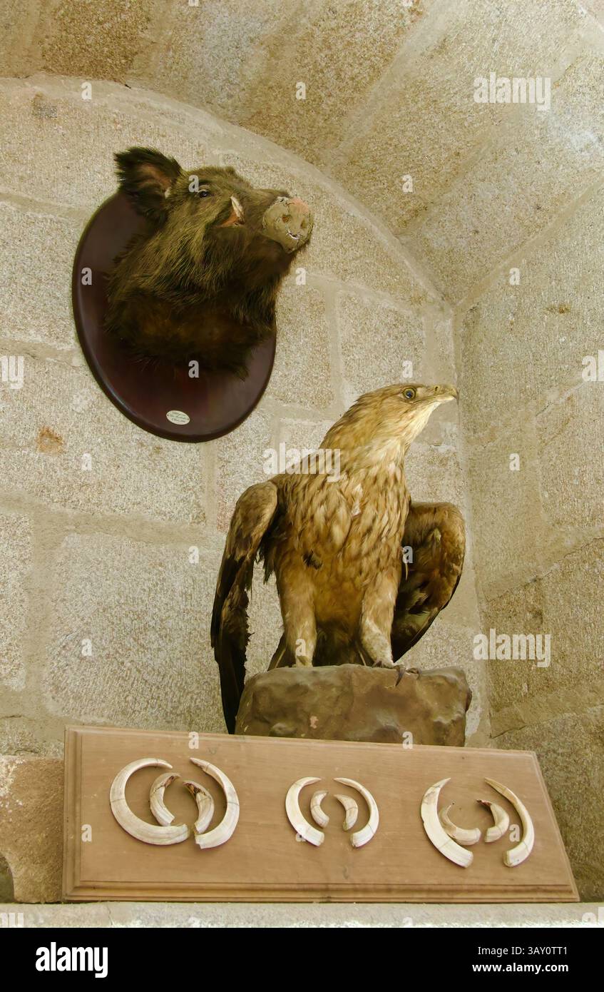 Testa di cinghiale ripiena Sus scrofa aquila reale Aquila chrysaetos e ossa di animali in una sala dei trofei di caccia alcova Palazzo Mirabel Plasencia Spagna Foto Stock