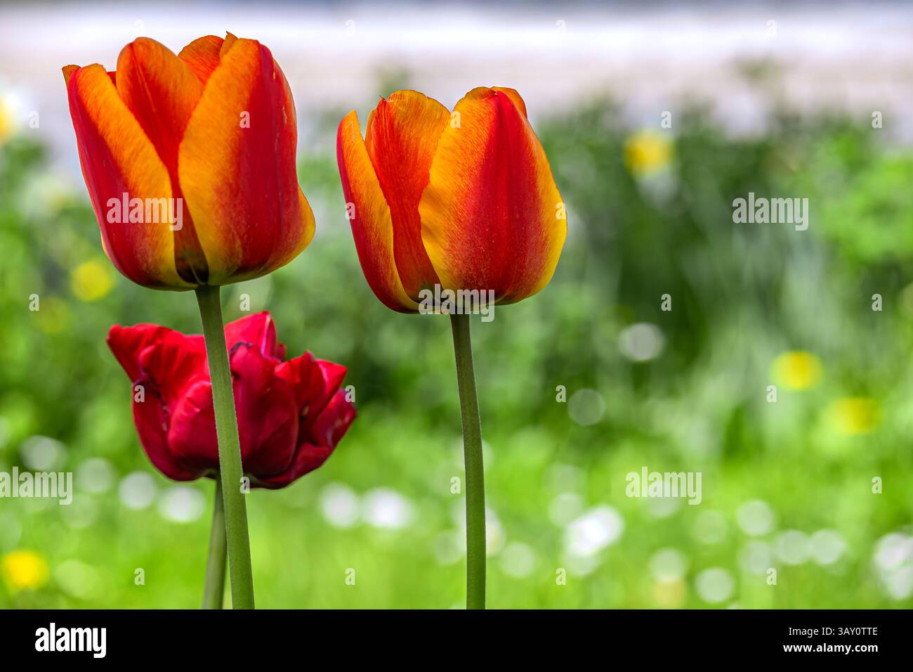 Un trio vibrante di tulipani Foto Stock