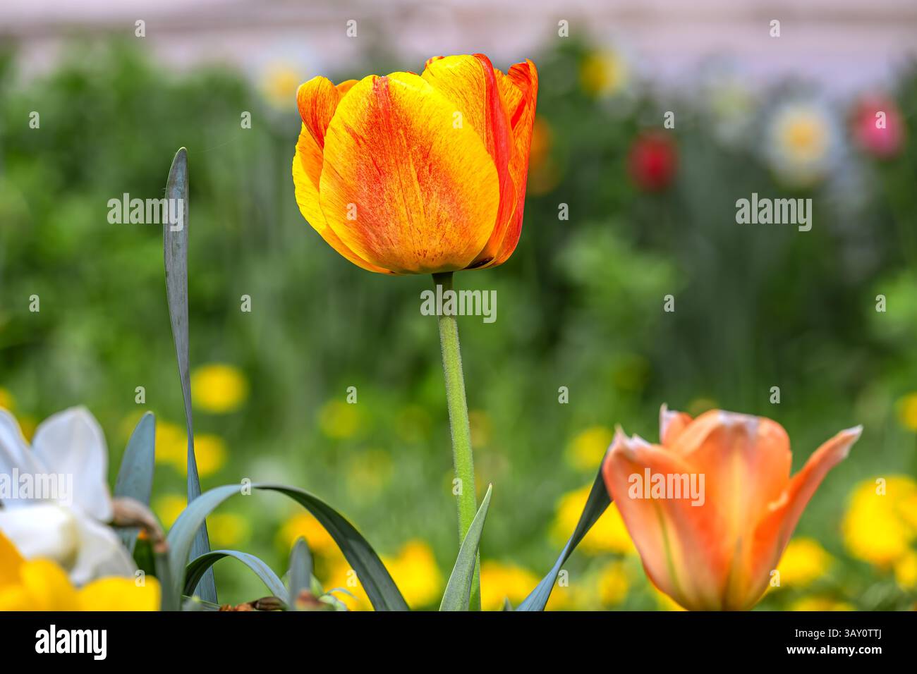 Tulipano radioso nel giardino di primavera Foto Stock
