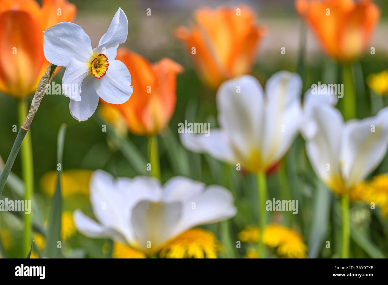 Tulipano radioso nel giardino di primavera Foto Stock