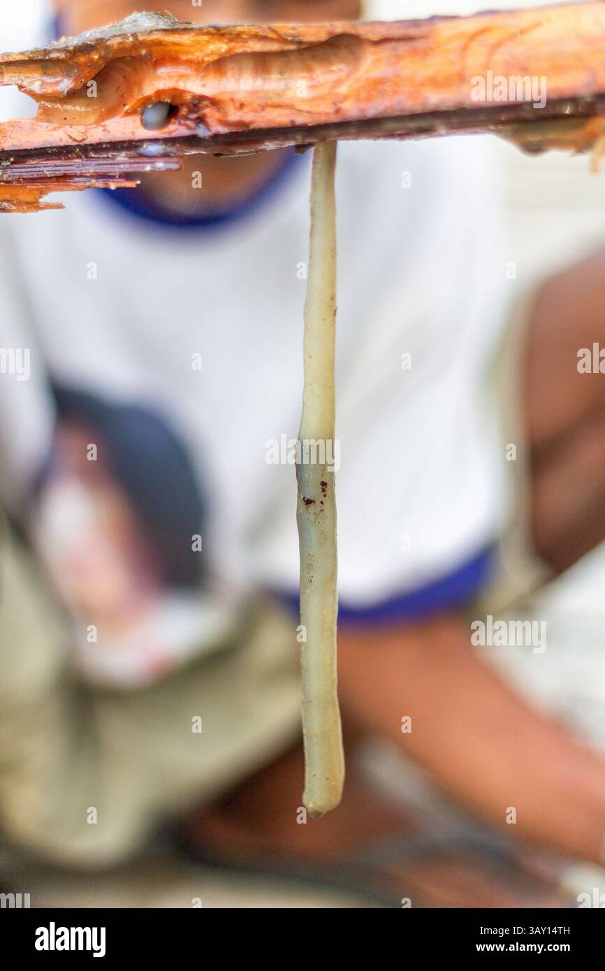 Ramo di mangrovie spaccate che mostra danni ai bachi all'Ecopark di Bakhawan ad Aklan, dove i vermi da legna sono anche conosciuti come una prelibatezza locale esotica Foto Stock