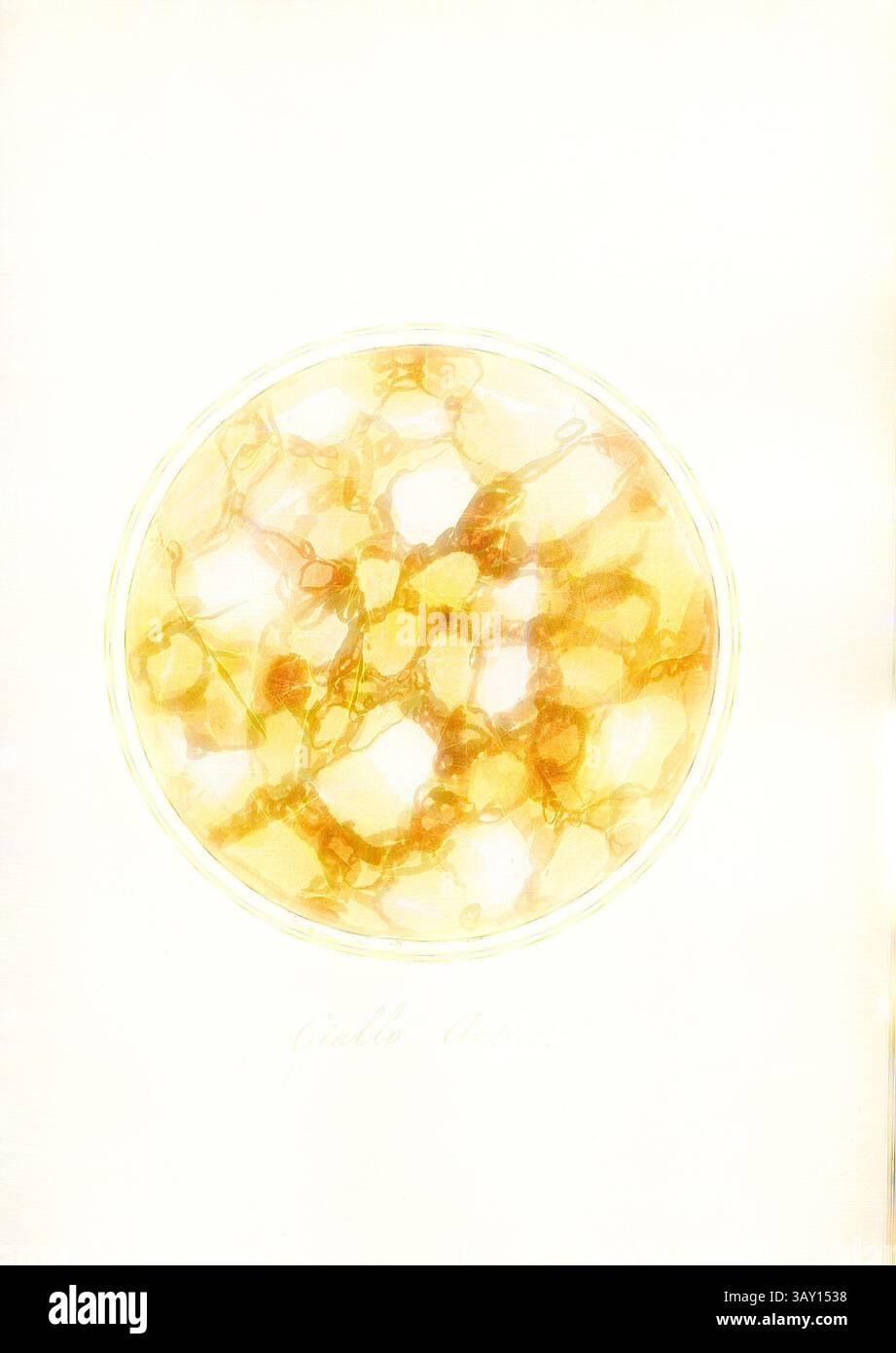 Una composizione circolare caratterizzata da forme organiche intrecciate in tonalità calde, che ricordano le strutture cellulari. I delicati motivi creano un senso di profondità e trasparenza, invitando alla contemplazione delle intricate connessioni che si trovano nella natura., Antico giallo, sezione trasversale di una roccia, firmata: Gaetano Piccini F, Fig. 45, pag. 97, Piccini, Gaetano (fec.), Gaetano Piccini: [Breccia antica]. [ROM]: [S.n.], [17--], arte classica con un tocco moderno reinventata da Artotop Foto Stock