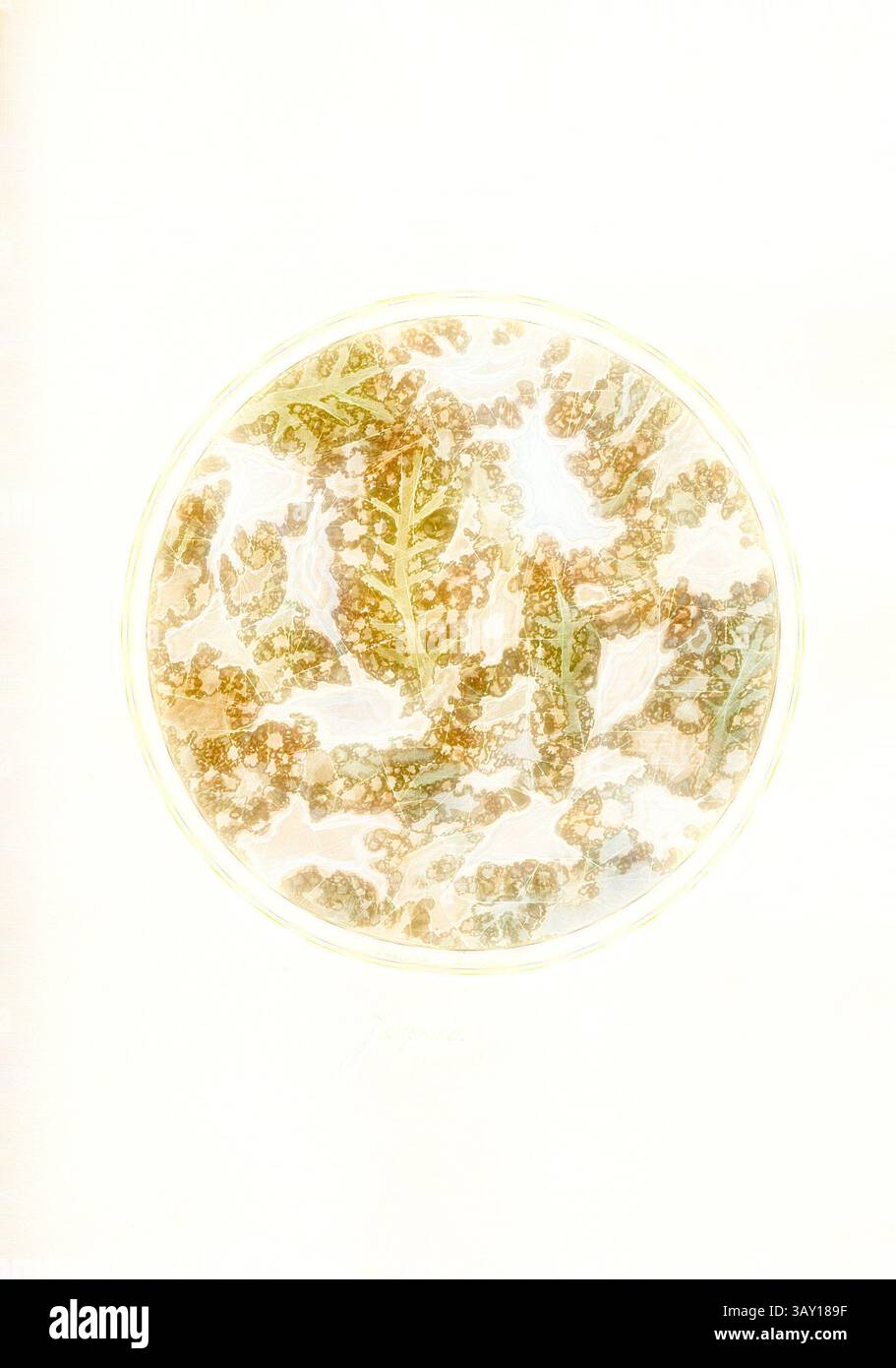 Una delicata disposizione di foglie di felce e fantasie intricate crea un design accattivante e organico, evocando un senso di eleganza e serenità della natura. Le sfumature morbide e le texture dettagliate invitano a uno sguardo più attento, mettendo in risalto la bellezza che si trova nelle forme botaniche., Jasper 3, sezione trasversale di una roccia, firmata: Gaetano Piccini F, Fig. 125, pag. 257, Piccini, Gaetano (fec.), Gaetano Piccini: [Breccia antica]. [ROM]: [S.n.], [17--], arte classica con un tocco moderno reinventata da Artotop Foto Stock