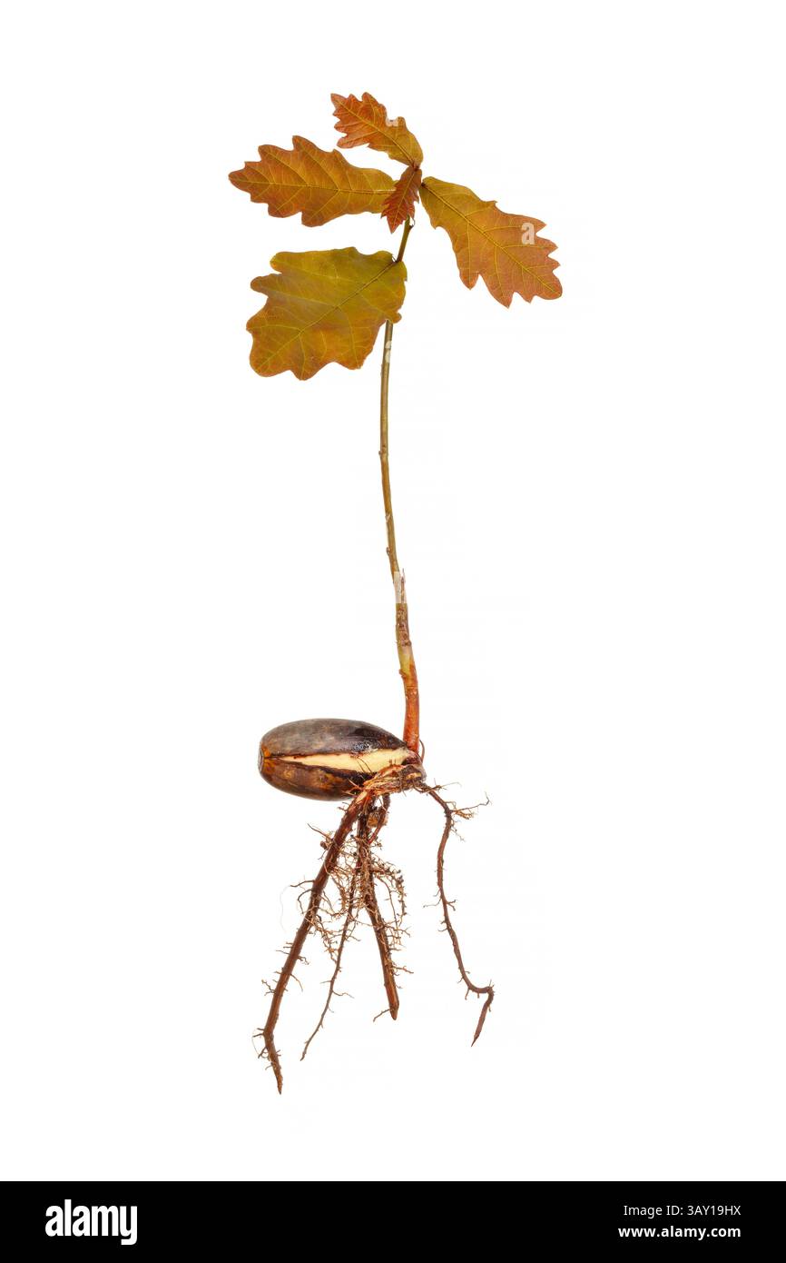 Piantine di quercia con radici isolate su sfondo bianco Foto Stock