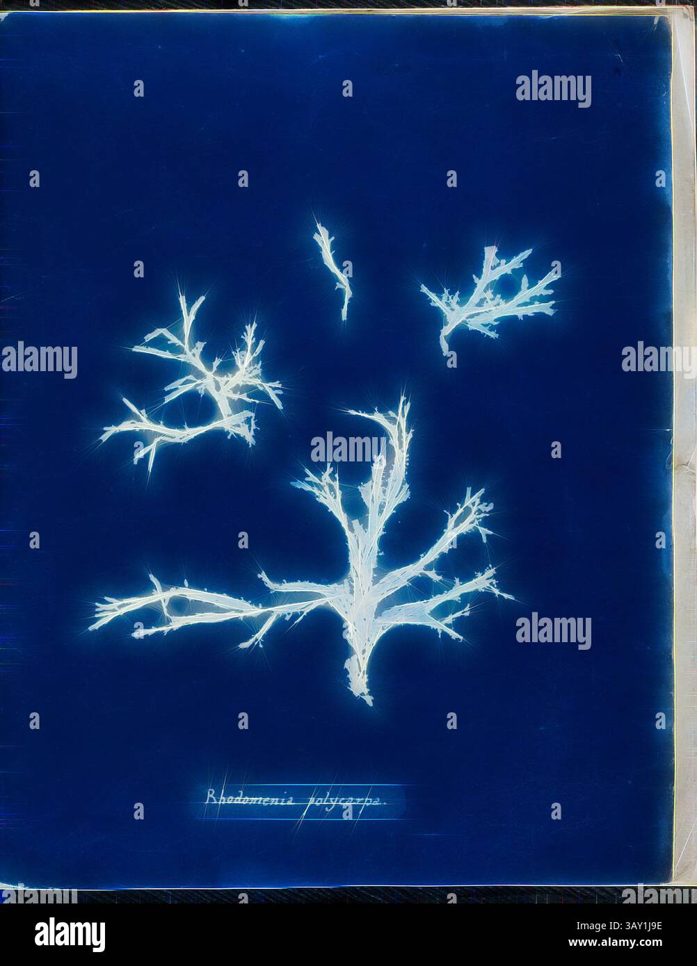 Un'intricata rappresentazione della Rhodomenia polycarpa, che mostra delicate strutture ramificate che assomigliano a coralli o intricati lavori di pizzo su uno sfondo contrastante. Il design mette in risalto i motivi unici che si trovano in questo tipo di alghe rosse., Anna Atkins, inglese, 1797-1871, Rhodomenia polycarpa, 1843 o 1844, cianotipo, pagina: 10 3/8 x 8 1/8 pollici (26,4 x 20,6 cm), arte classica con un tocco moderno reinventata da Artotop Foto Stock