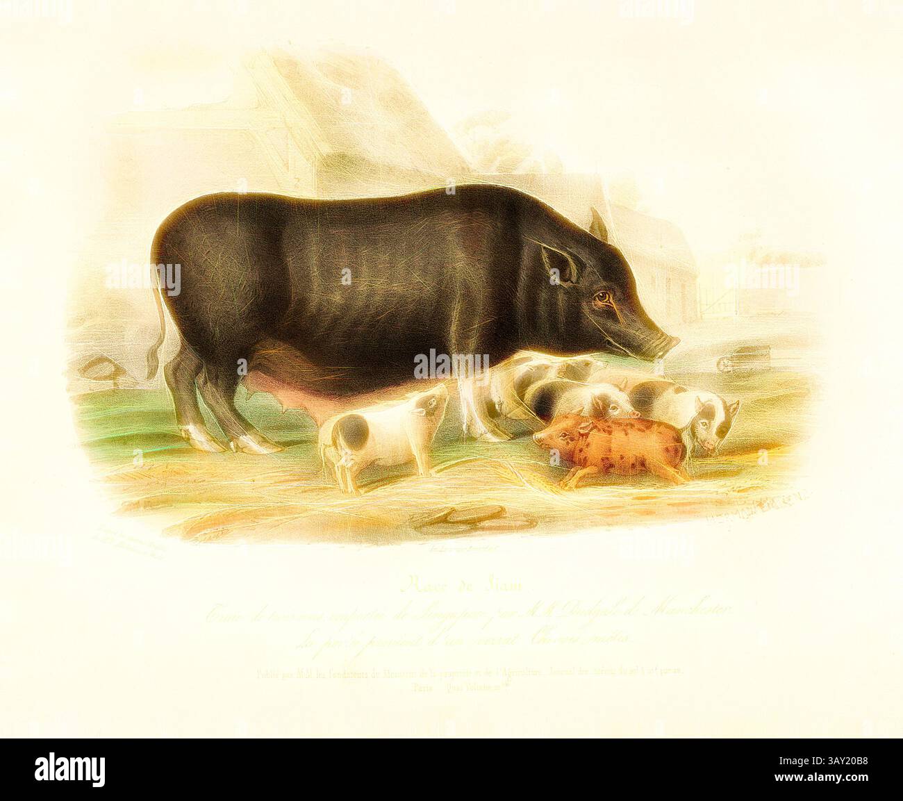 Un grande maiale nero si erge orgogliosamente accanto a tre giocosi suinetti in un ambiente pastorale, mostrando il rapporto nutriente tra madre e giovane in un tranquillo contesto agricolo., Siam Race ..., razza maiale dalla Gran Bretagna, firmato: d'après les dessins Anglais de M.M. Nicholson et Shiels; in. Lemercier Benard et C, Hermann Eichens, PL. 2, a pag. 24, Nicholson, Francis (del.); Shiels, William (del.); Eichens, Hermann (lith.); Imprimerie Lemercier (imp.), 1846, David Low; Royer: Histoire naturelle-agricole des animaux domestiques de l'Europe: races de la grande-Bretagne. Parigi: aux Bureaux du Foto Stock