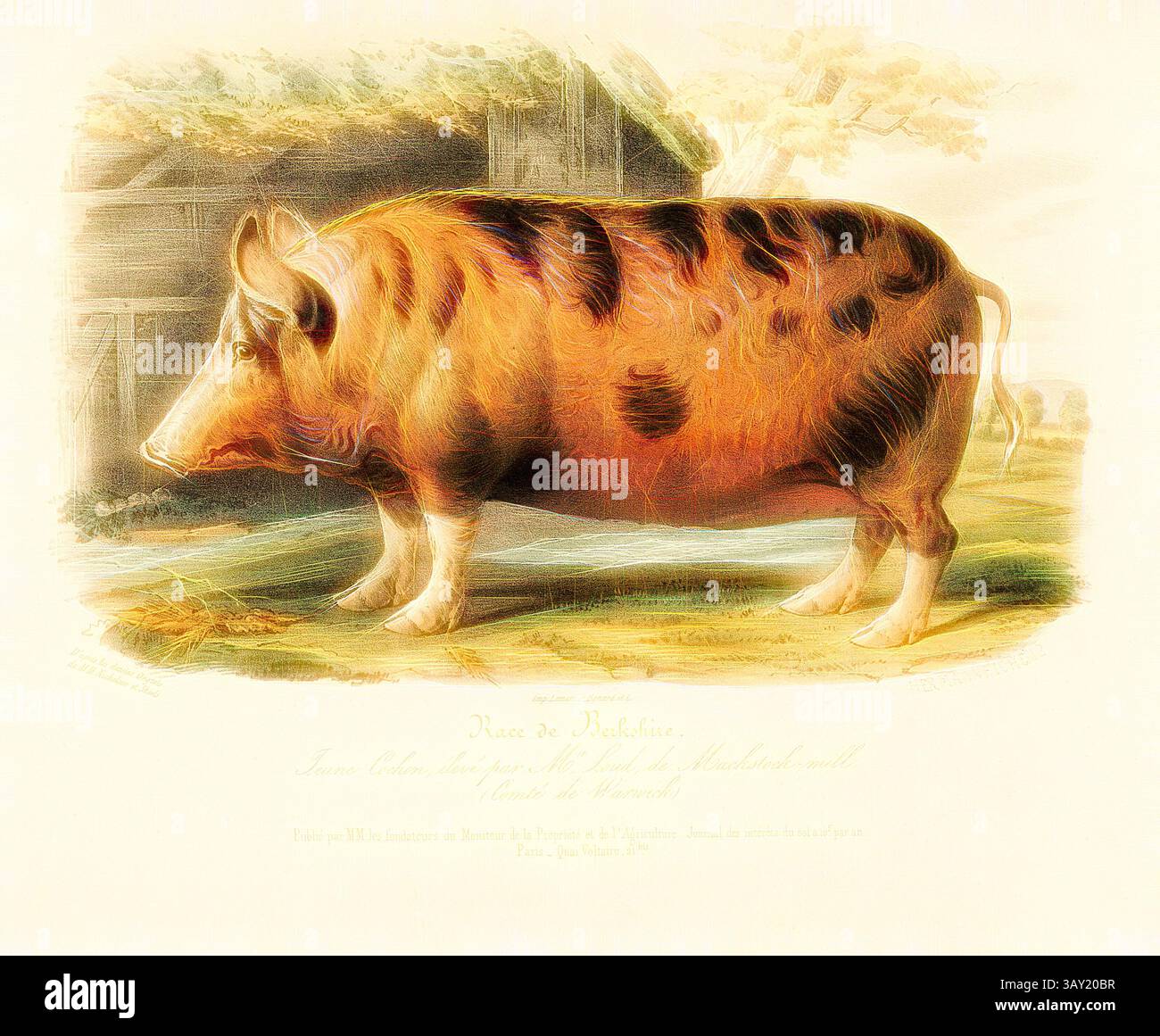 Un maiale maculato si erge in evidenza, mostrando i suoi segni e la sua forma unici, con un background pastorale che suggerisce un ambiente rurale. L'elegante illustrazione enfatizza le caratteristiche della razza, catturandone l'essenza in vividi dettagli., razza Berkshire. Young Pig ..., razza suina britannica, firmato: d'après les dessins Anglais de M. Nicholson et Shiels; Imp. Lemercier Benard et C, Hermann Eichens, PL. 4, a p. 30, Nicholson, Francis (del.); Shiels, William (del.); Eichens, Hermann (lith.); Imprimerie Lemercier (imp.), 1846, David Low; Royer: Histoire naturelle-agricole des animaux domest Foto Stock