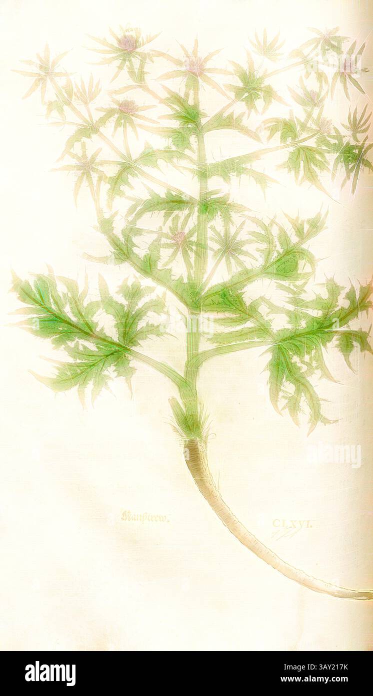 Una delicata illustrazione botanica che raffigura una pianta dettagliata con foglie dalla forma intricata e sfumature morbide, che mostra la bellezza delle forme naturali in una presentazione artistica., Mansstrew, Fig. 168, CLXVI, Capitel ci-CL., Leonhart Fuchs: New Kreuterbuch, in welchem nit allein die gantz histori, das ist, namen, gestalt, statt und zeit der wachsung [...] des meysten theyls der Kreuter so in Teutschen und andern Landen wachsen, [...] beschriben, sonder auch aller derselben wurtzel, stengel degeist, [...]. Basell: Isingrin 1563, arte classica con un tocco moderno reinventata da Art Foto Stock