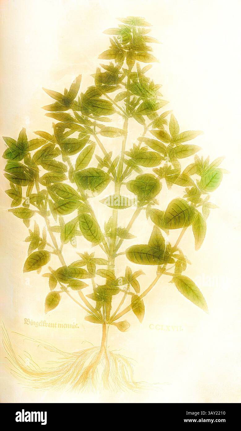 Una delicata illustrazione di una pianta a foglia, che mostra dettagli intricati delle sue foglie e radici, con una qualità morbida ed eterea alla sua presentazione., maschi Bingelkraut, Fig. 269, CCLXVII, Capitel CLI-CC., Leonhart Fuchs: New Kreuterbuch, in welchem nit allein die gantz histori, das ist, namen, gestalt, statt und zeit der wachsung [...] des meysten theyls der Kreuter so in Teutschen und andern Landen wachsen, [...] beschriben, sonder auch aller derselben wengalt, [...] stengalt...] Basell: Isingrin 1563, arte classica con un tocco moderno reinventata da Artotop Foto Stock