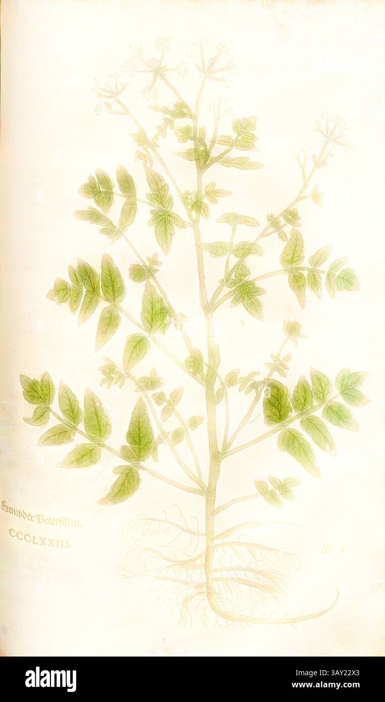 Un'illustrazione che raffigura una pianta con uno stelo sottile e numerose foglie verdi disposte simmetricamente lungo i suoi rami, mostrando dettagli intricati della struttura a foglia. Le radici sono sottilmente visibili alla base, aggiungendo alla presentazione generale dello studio botanico., produce prezzemolo, fig. 374, CCCLXXIII, Capitel CCLI-CCC., Leonhart Fuchs: New Kreuterbuch, in welchem nit allein die gantz histori, das ist, namen, gestalt, statt und zeit der wachsung [...] des meysten theyls der Kreuter so in Teutschen und andern Landen wachsen, [...] beschriben, sonder auch aller derselben wurtzel, stengel wurtzel Foto Stock