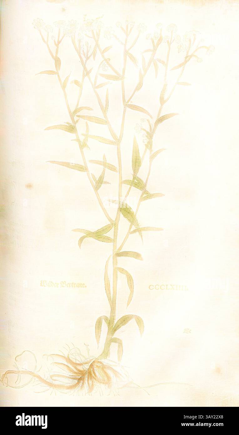 Una delicata illustrazione botanica raffigurante una pianta fiorita con steli verdi sottili e foglie allungate. Le radici sono visibili alla base, e il design include annotazioni numeriche e testuali che ne migliorano la presentazione scientifica., Wild Bertram, Fig. 365, CCCLXIIII, Capitel CCI-CCL., Leonhart Fuchs: New Kreuterbuch, in welchem nit allein die gantz histori, das ist, namen, gestalt, statt und zeit der wachsung [...] des meysten theyls der Kreuter so in Teutschen und andern Landen wachsen, [...] beschriben, sonder auch auch auch, sonder kreutel deselabel Foto Stock