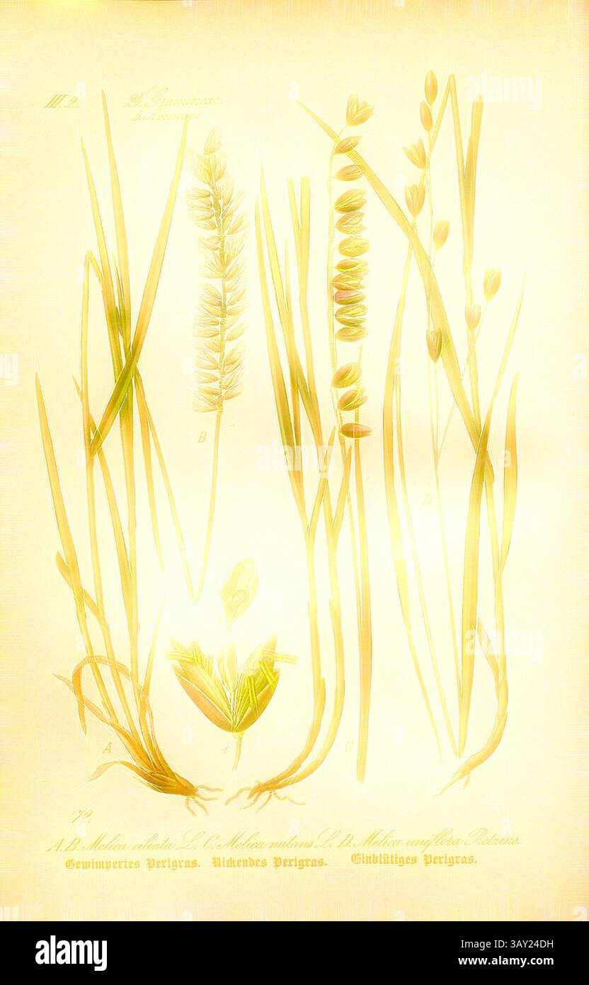 Una delicata disposizione di varie erbe e teste di seme, che mettono in risalto le loro forme sottili e i dettagli intricati. Ogni esemplare è etichettato con una debole iscrizione, sottolineando lo studio botanico di queste piante eleganti., Periwinkled Perlgras, Neading Perlgras e Einblütiges Perlgras, A e B: Melica ciliata L. - Periwinkle Perlgrass, C: Melica nutans L. - Nectar Perl Grass, D: Melica uniflora Retzius - Monarch Perl Grass, famiglia: 24. Gramineae, 5 anni. Aveneae - Grasses, OAT Grasses, Plate 72, dopo P. 158 (vol. 1), 1886, otto Wilhelm Thomé: Prof. Dr. Thomé Flora von Deutschland, Österreich und Foto Stock