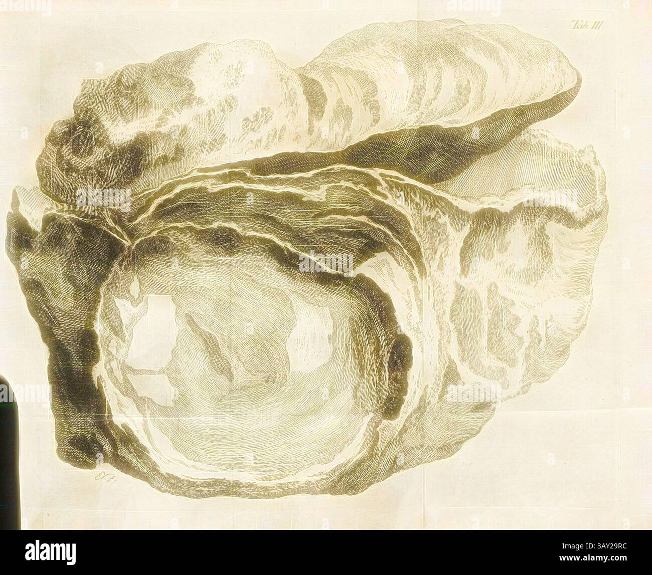 Un'illustrazione dettagliata di un grande guscio di ostriche resistente agli agenti atmosferici, che mostra i suoi strati testurizzati e le curve naturali. L'immagine evidenzia le forme e i contorni organici unici che si trovano nella vita marina. Ostriche pietrificate, ostriche fossili, firmate EV, incisioni su lastre di rame, scheda. 3, integrato in P. 16, Verelst, Egid (F.), 1776, Cosimo Alessandro Collini, Journal d'un voyage, qui contient differentes Observations mineralogiques (...). Mannheim: C. F. Schwan, 1776, arte classica con un tocco moderno reinventata da Artotop Foto Stock