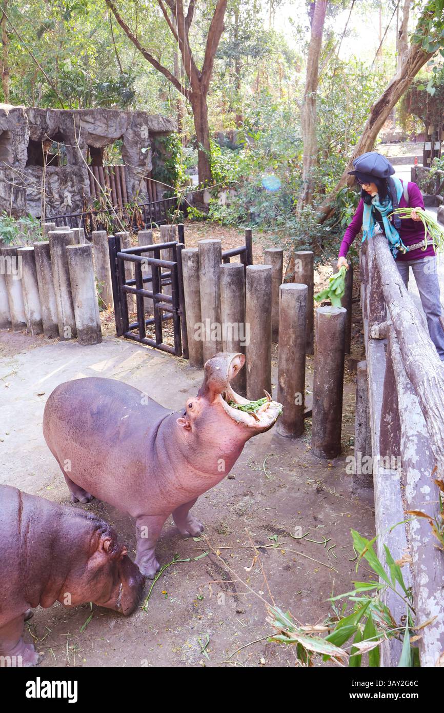 Una femmina paffuta di ippopotamo comune, gusta verdure fresche per colazione nutrite dai visitatori dello zoo Foto Stock