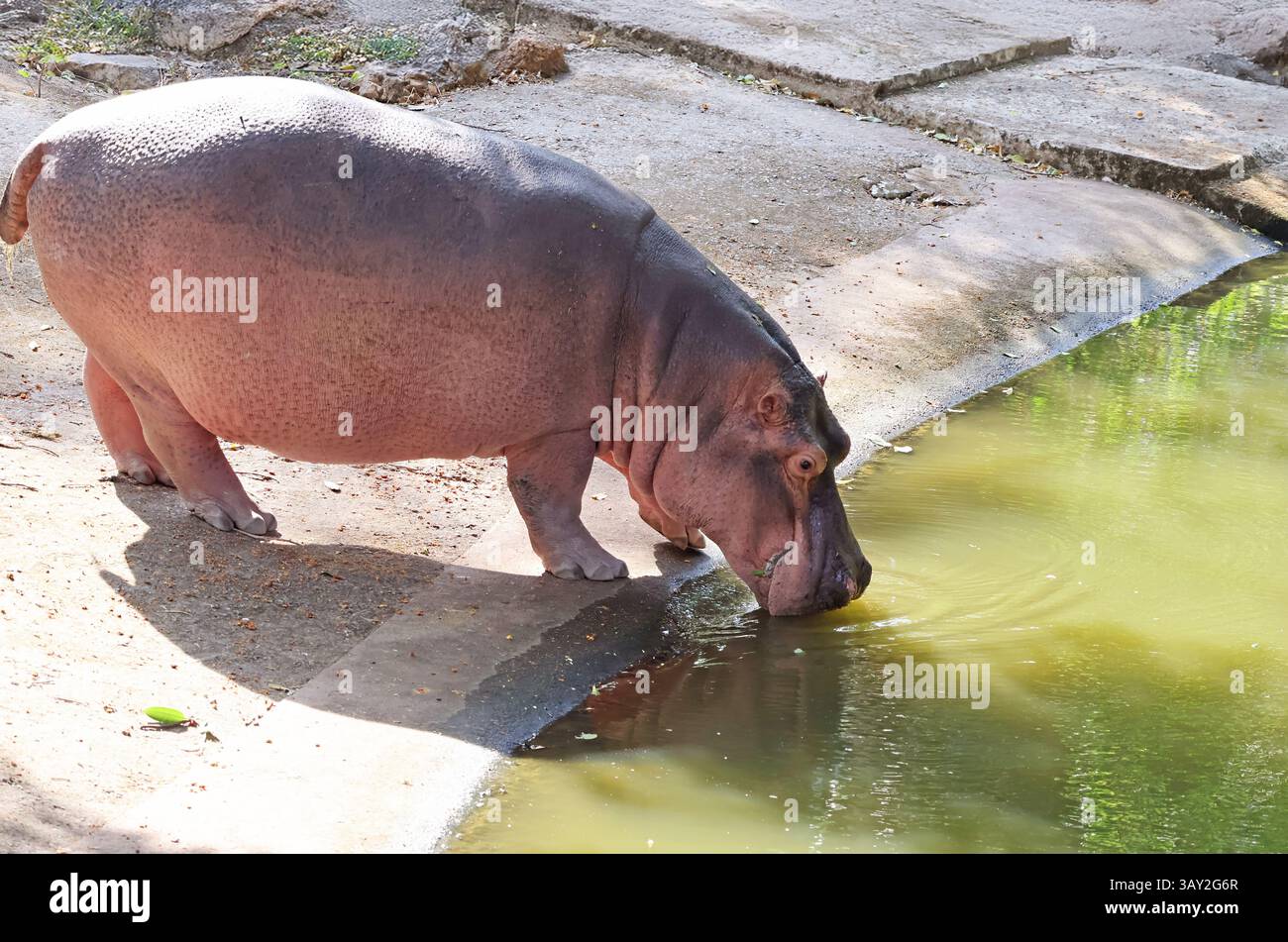 Ippopotamo comune femminile di 8 anni che cammina nello stagno Foto Stock