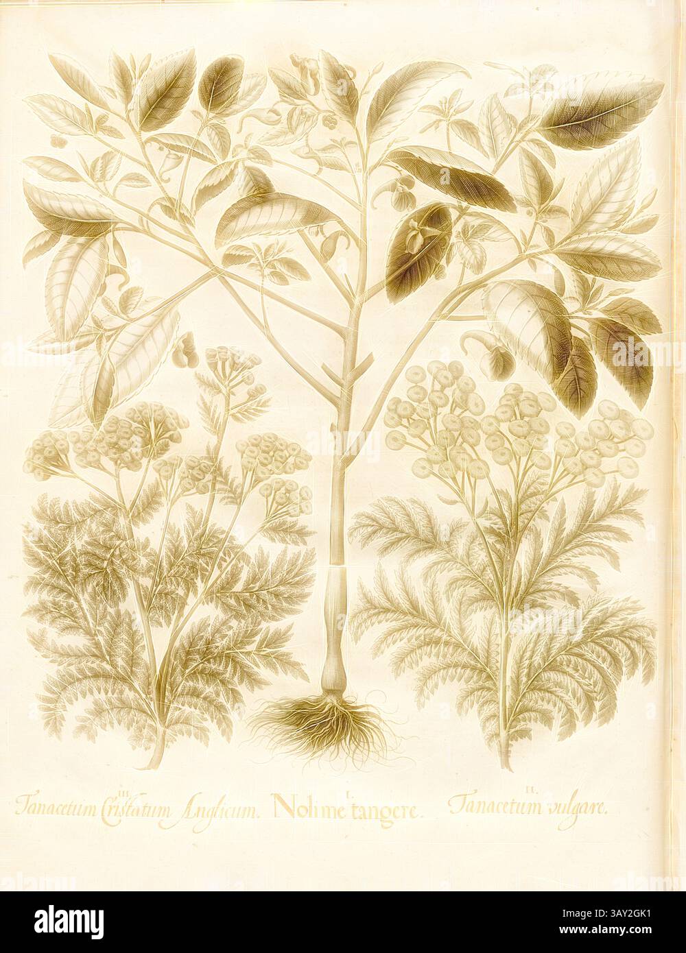 Un'illustrazione botanica dettagliata con tre piante distinte, che mostrano le loro foglie, radici e strutture floreali. Le etichette evidenziano i nomi di ciascuna specie, con particolare attenzione alle loro caratteristiche e classificazione., Artemisia Cristatum English, "i am TANSY, usury Flower, Copperplate, S. 458, Besler, Basilius; Jungermann, Ludwig, 1713, Basilius Besler: Hortus Eystettensis (...). Nürnberg, 1713, arte classica con un tocco moderno reinventata da Artotop Foto Stock