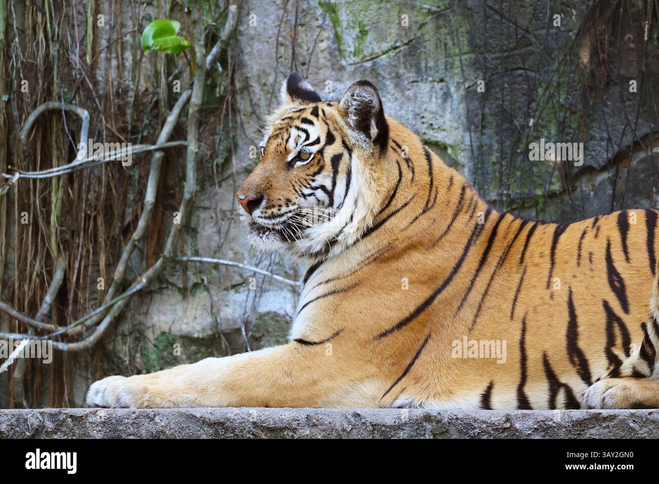 Primo piano di una splendida tigre del Bengala che si rilassa nel recinto Foto Stock
