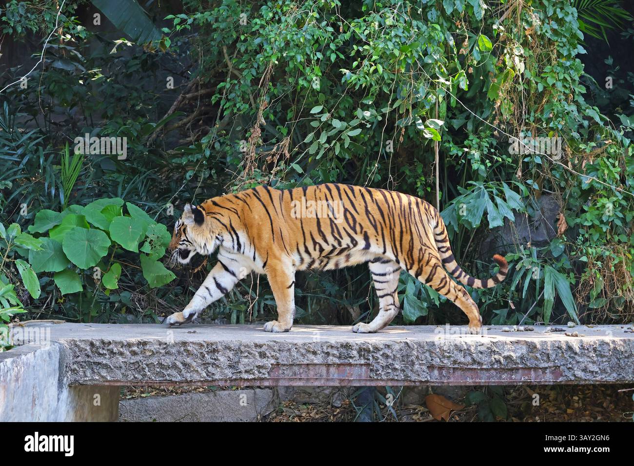 Bella tigre del Bengala camminando tra le piante tropicali Foto Stock