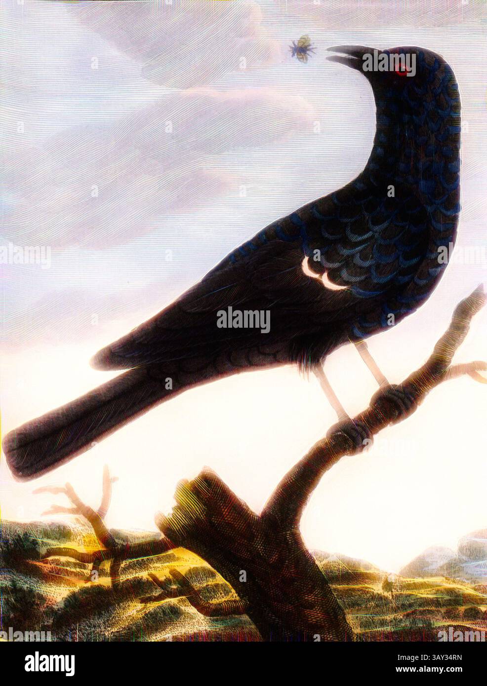 Un suggestivo uccello con piume nere lucide appollaiato su un ramo, che guarda con attenzione con occhi rossi brillanti. La sua silhouette contrasta splendidamente con un cielo morbido e pastello, esaltando il tranquillo paesaggio che lo circonda. Un piccolo insetto si libra nelle vicinanze, aggiungendo un tocco di vivacità alla scena., Bluebird of China, Blue Blackbird (Blue-throated Alder) from China, firmato: P. Sonnerat pinx, J.J. Avril sculp, Plate 108, After P. 188 (Vol. 2), Sonnerat, Pierre M. (pinx.); Avril, J. J. J. (sculp.), 1782, Sonnerat, Pierre;, arte classica con un tocco moderno reinventata da Artotop Foto Stock