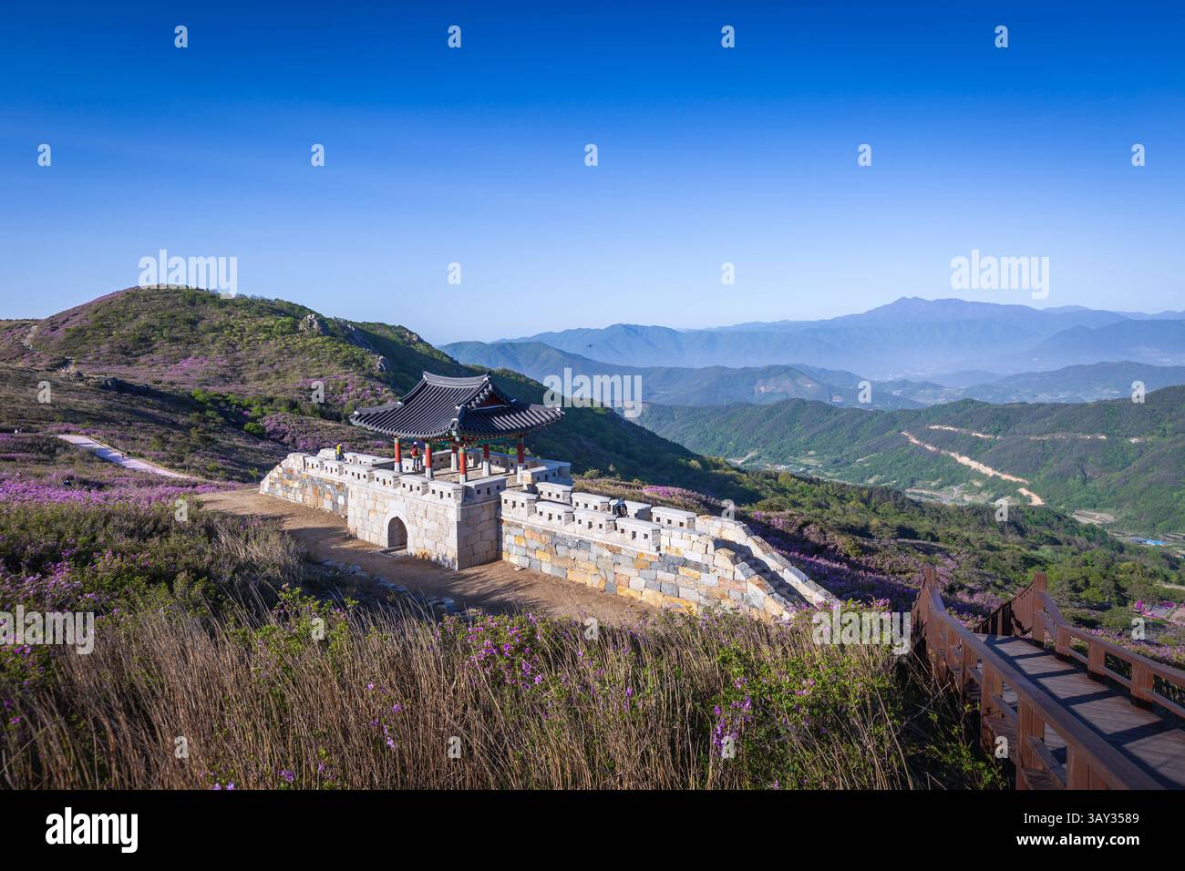Vista primaverile dei fiori di azalea rosa sul monte Hwangmaesan con lo sfondo della catena montuosa vicino a Hapcheon-gun, Corea del Sud. Foto Stock
