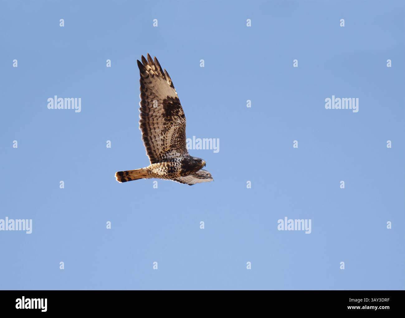 Ronzio a gambe ruvide (Buteo lagopus) che vola nel cielo in primavera. Foto Stock