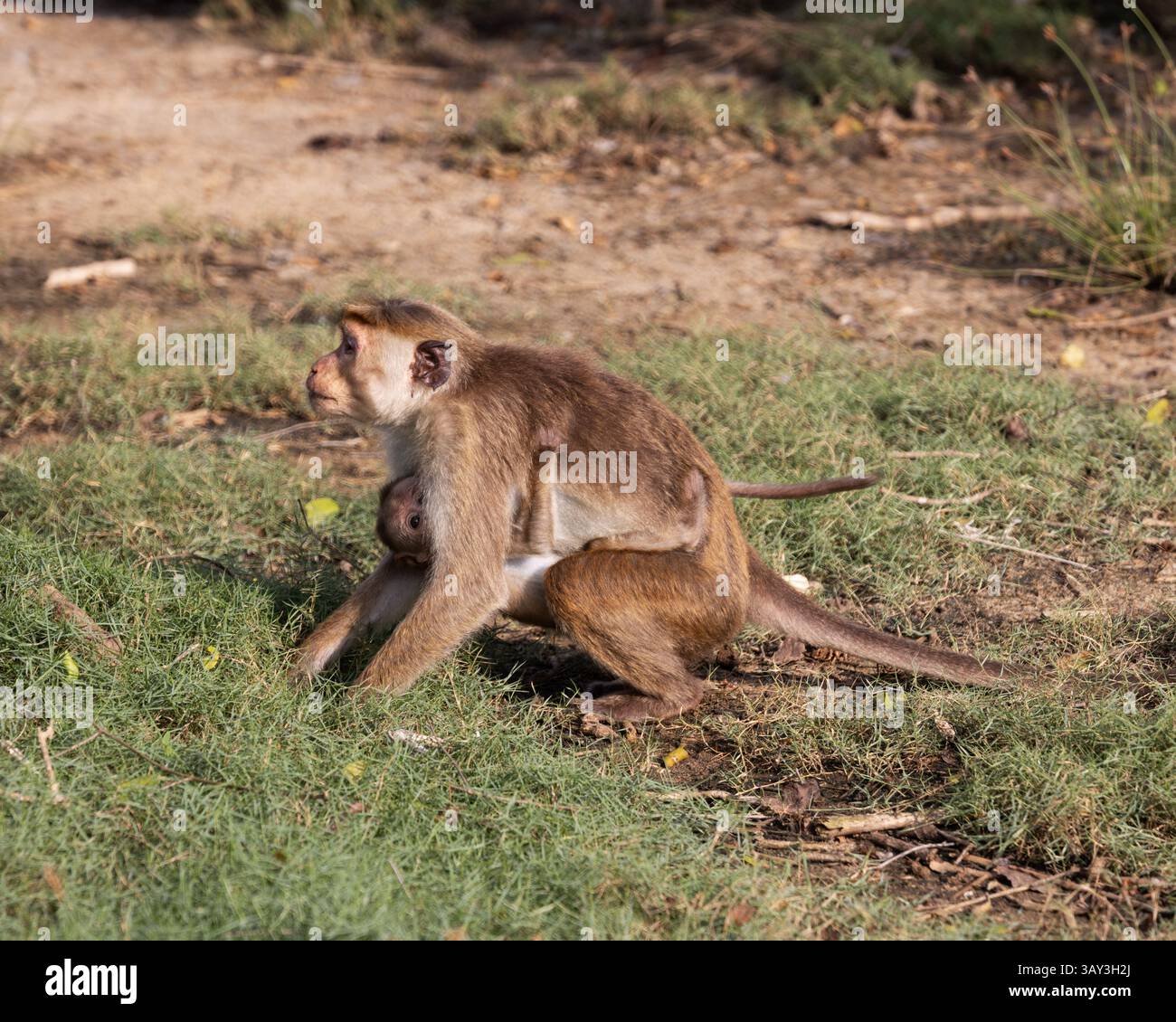 Toque macaque scimmia che allatta un bambino Foto Stock