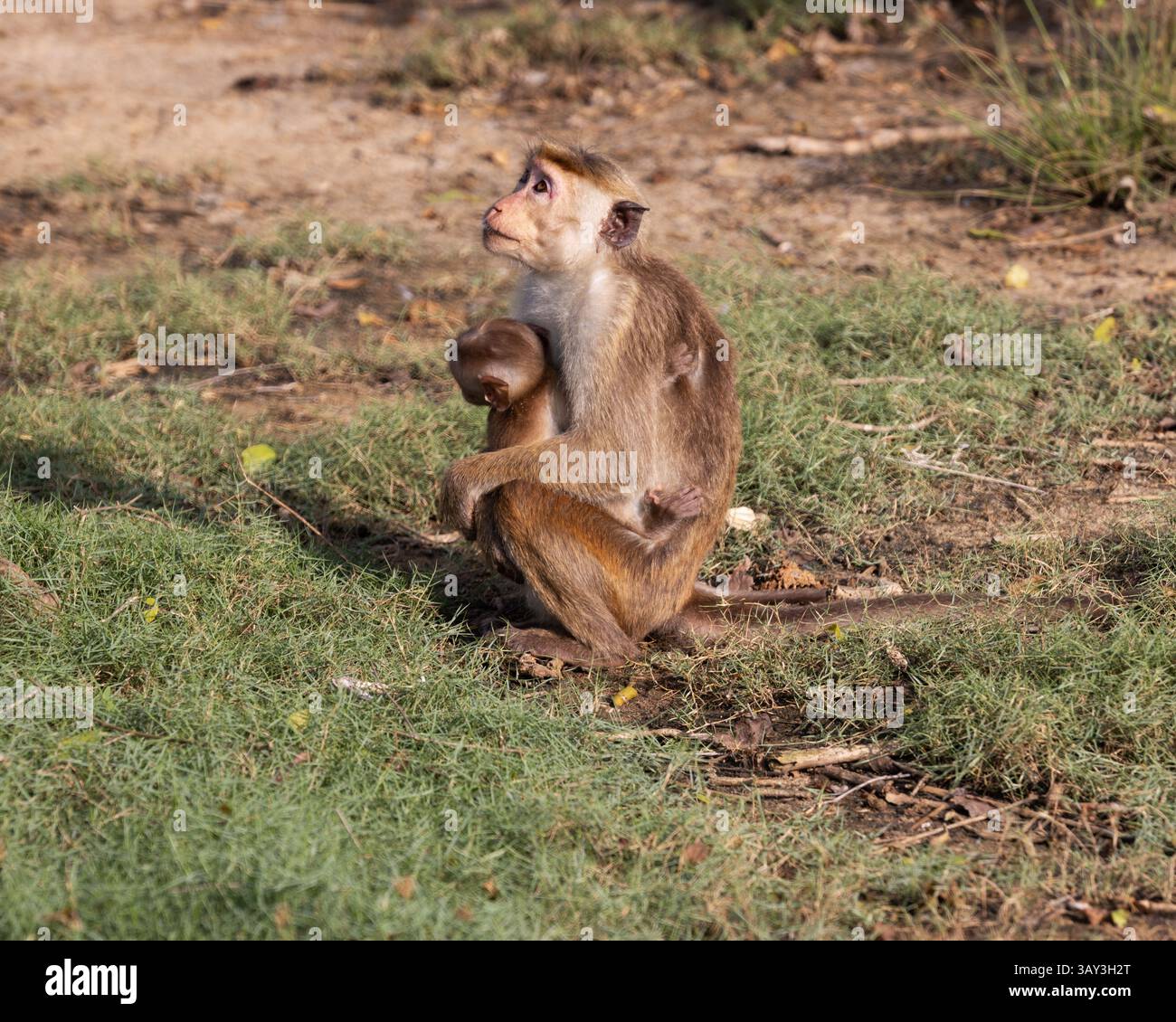 Toque macaque scimmia che allatta un bambino Foto Stock