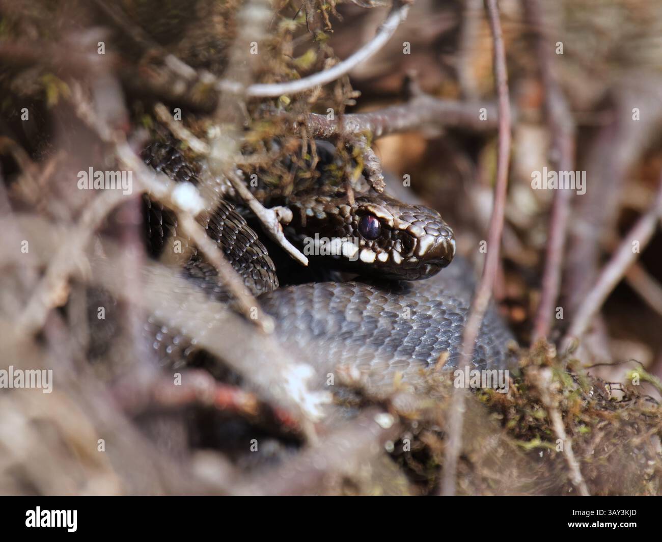 Comune adder europeo o comune vipera europea (Vipera berus) nascosta in un cespuglio in primavera. Foto Stock