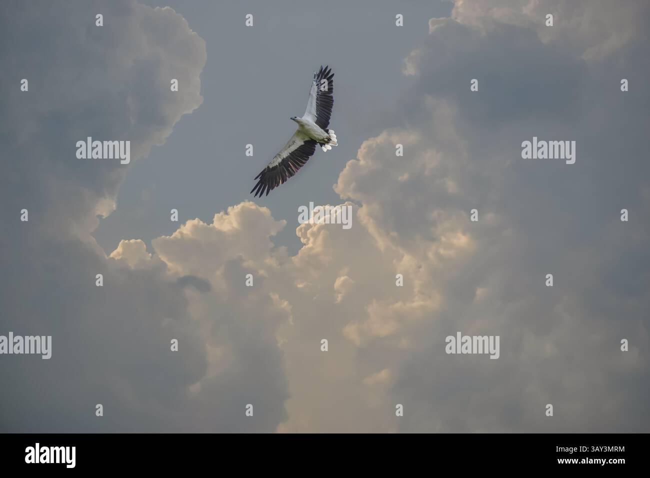 Un'aquila di mare dalle cime bianche in volo con nuvole sullo sfondo. Foto Stock