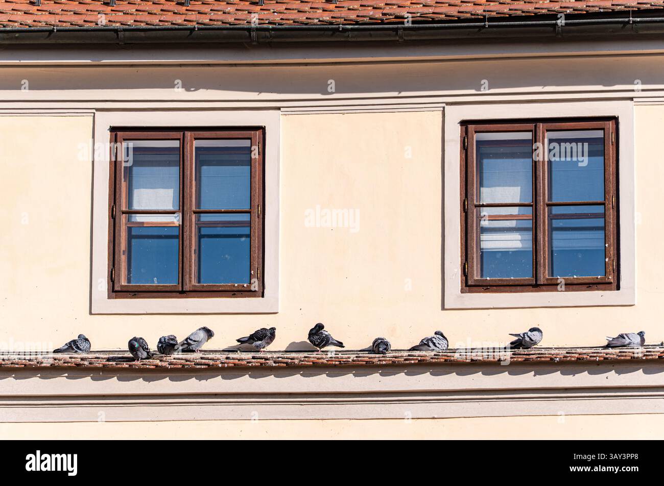Un gruppo di piccioni poggia su una sporgenza sotto due vecchie finestre in legno, adagiate su una parete color crema. La scena cattura gli elementi classici dell'architettura di Praga Foto Stock