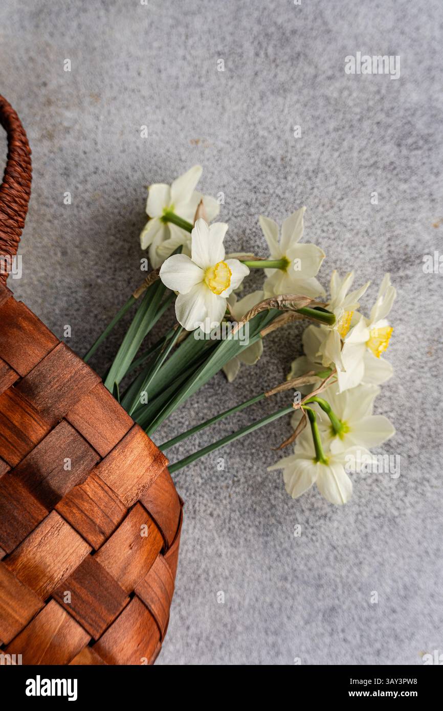 Dall'alto, i narcisi bianchi si trovano delicatamente accanto a un cesto di vimini intrecciato su uno sfondo grigio testurizzato, catturando un'estetica rustica e naturale. Foto Stock