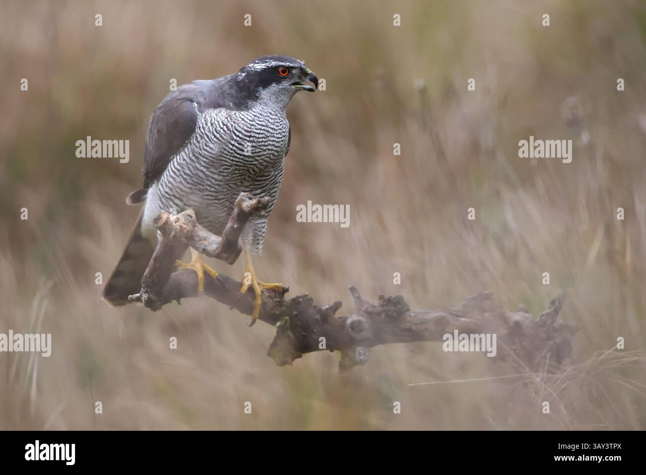 Una splendida goshawk europea appollaiata su un ramo. Il suo sguardo penetrante e le sue piume fantasiose si distinguono splendidamente contro un morbido e sfocato Foto Stock