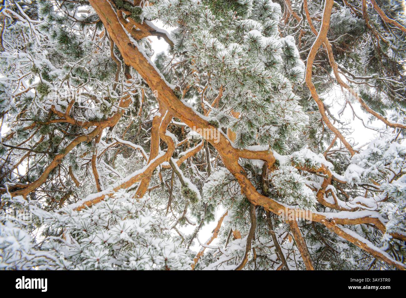 Rami innevati di pini d'Aleppo creano un paradiso invernale nel Parco Nazionale di Guadarrama, in Spagna. L'intricata rete di rami è spolverata Foto Stock