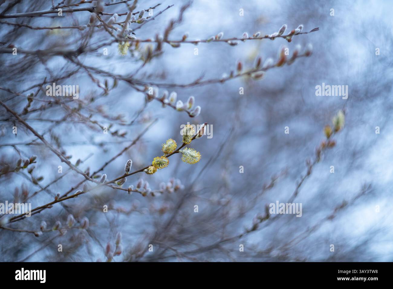 Vista morbida e mirata dei fiori di salice (Salix) che emergono in primavera, con sfondo sfocato che enfatizza le loro caratteristiche delicate. Foto Stock