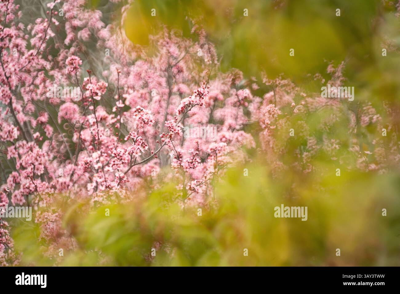 Immagine con messa a fuoco morbida che cattura i delicati fiori di ciliegio rosa che fioriscono in mezzo alla sfocatura del verde verde verde primaverile, trasmettendo un tranquillo sce naturale Foto Stock