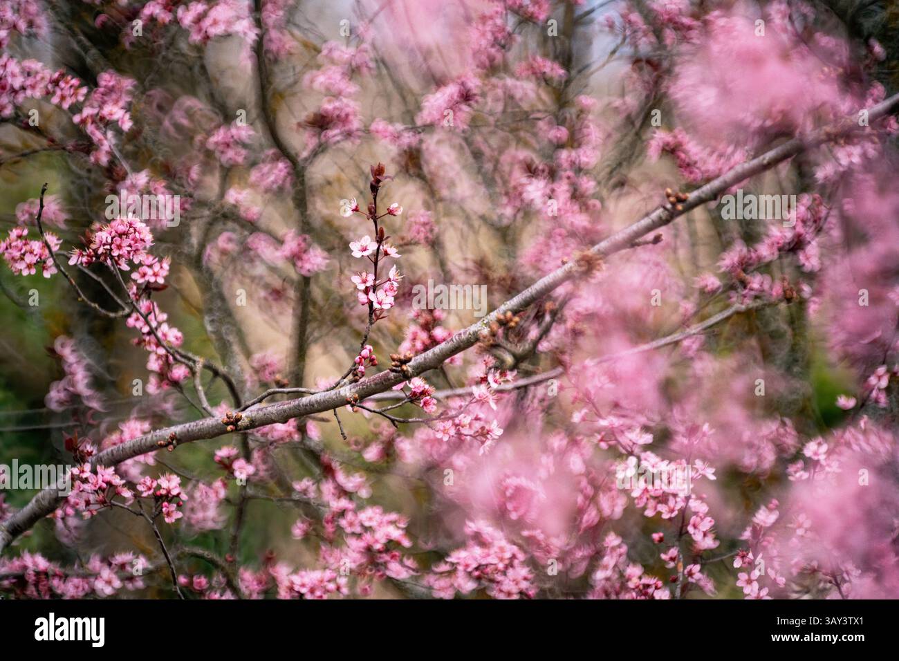 Un'immagine a messa a fuoco morbida che cattura la bellezza fugace dei fiori di ciliegio rosa, splendidamente accostata a uno sfondo sfocato del fogliame primaverile. Foto Stock