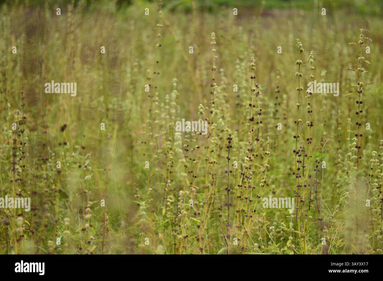 Tranquillo prato selvatico con boccioli fioriti in luce soffusa. Perfetto per biodiversità, paesaggi vegetali, uso editoriale, sfondi e progetti a tema ecologico Foto Stock