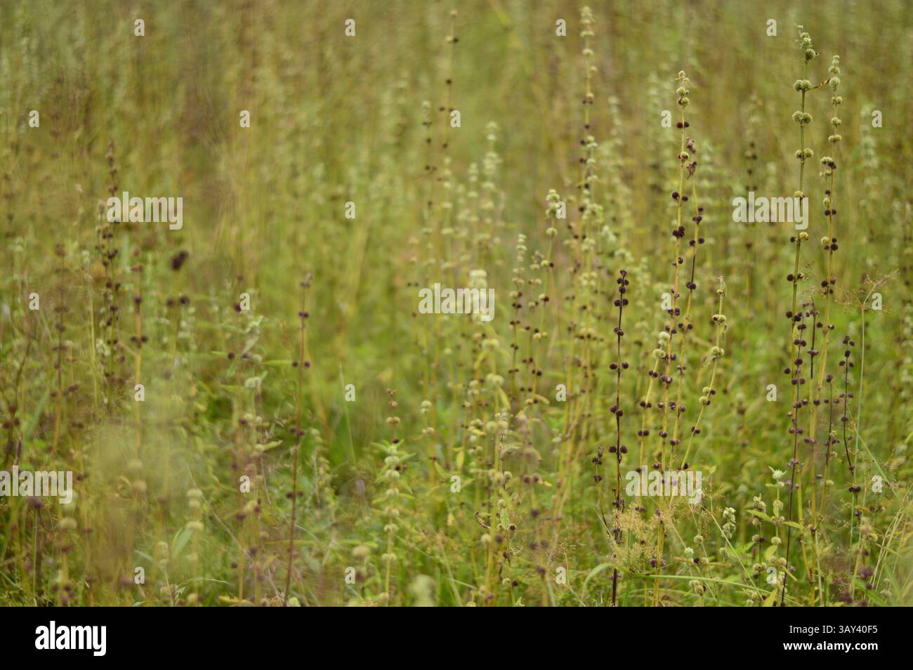 Tranquillo prato selvatico con boccioli fioriti in luce soffusa. Perfetto per biodiversità, paesaggi vegetali, uso editoriale, sfondi e progetti a tema ecologico Foto Stock