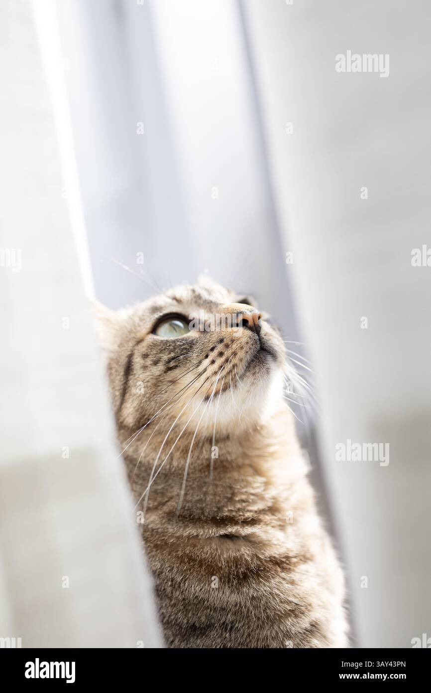Un gatto da tabby con gli occhi verdi impressionanti guarda verso l'alto accanto a tende bianche leggermente sfocate. La luce naturale brillante mette in risalto la texture della sua pelliccia Foto Stock