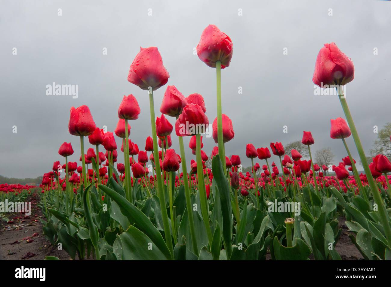Atmosfera inquietante in un campo di tulipani rossi sotto un cielo scuro Foto Stock
