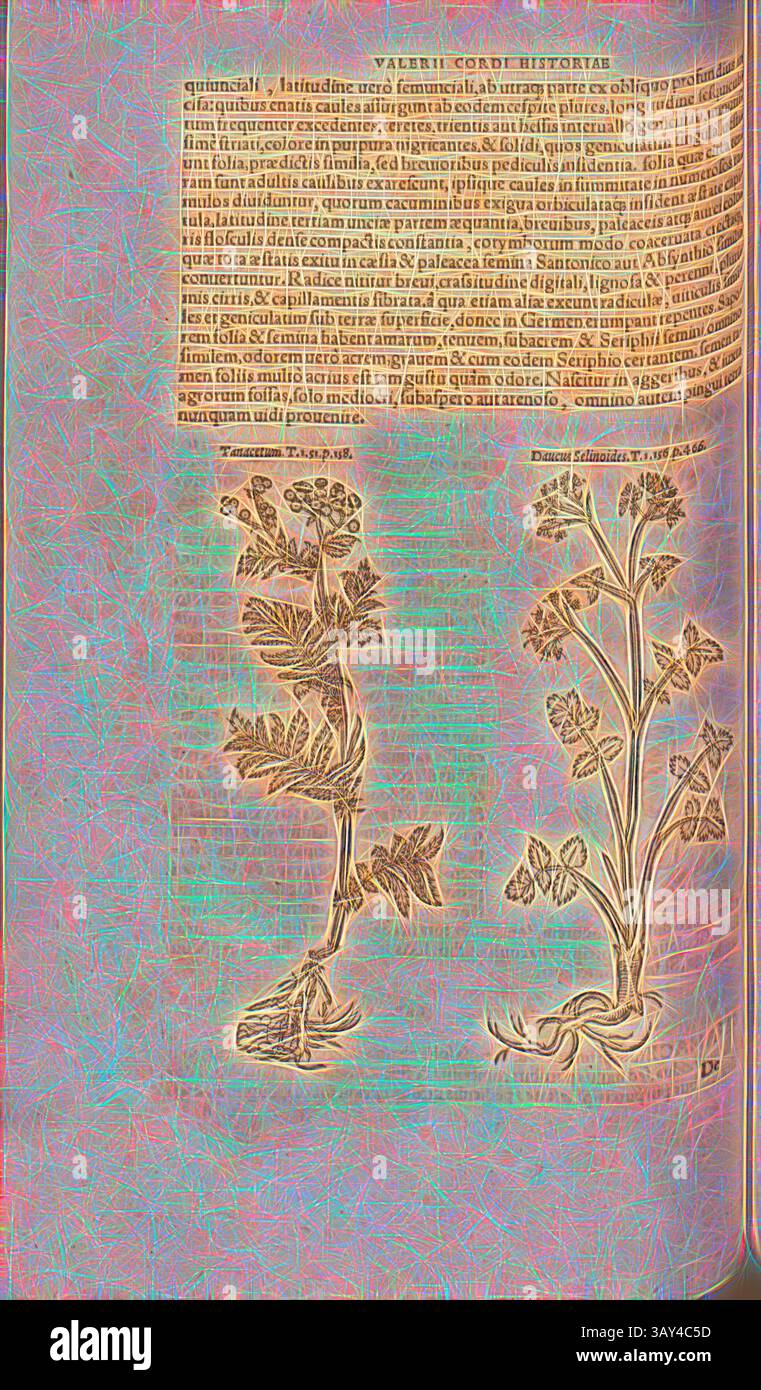 Uno studio botanico illustrato con disegni dettagliati di due piante, accompagnato da un testo che ne descrive le caratteristiche e gli usi. Il layout enfatizza le complessità naturali della flora fornendo al contempo un contesto informativo: Tanacetum, Daucus Selinoides, illustrazione di un fiore usurato e una pianta chiamata Daucus Selinoides del XVI secolo, Fig. 126, p. 154v, 1561, Valerius Cordus, Konrad Gessner, Benedictus Aretius, Pedanius Dioscorides: in hoc volumine continentur Valerii cordi Simesusii annotationes in Pedacii Dioscoridis Anazarbei de medica materia libros V. [...]. Argentorati Foto Stock