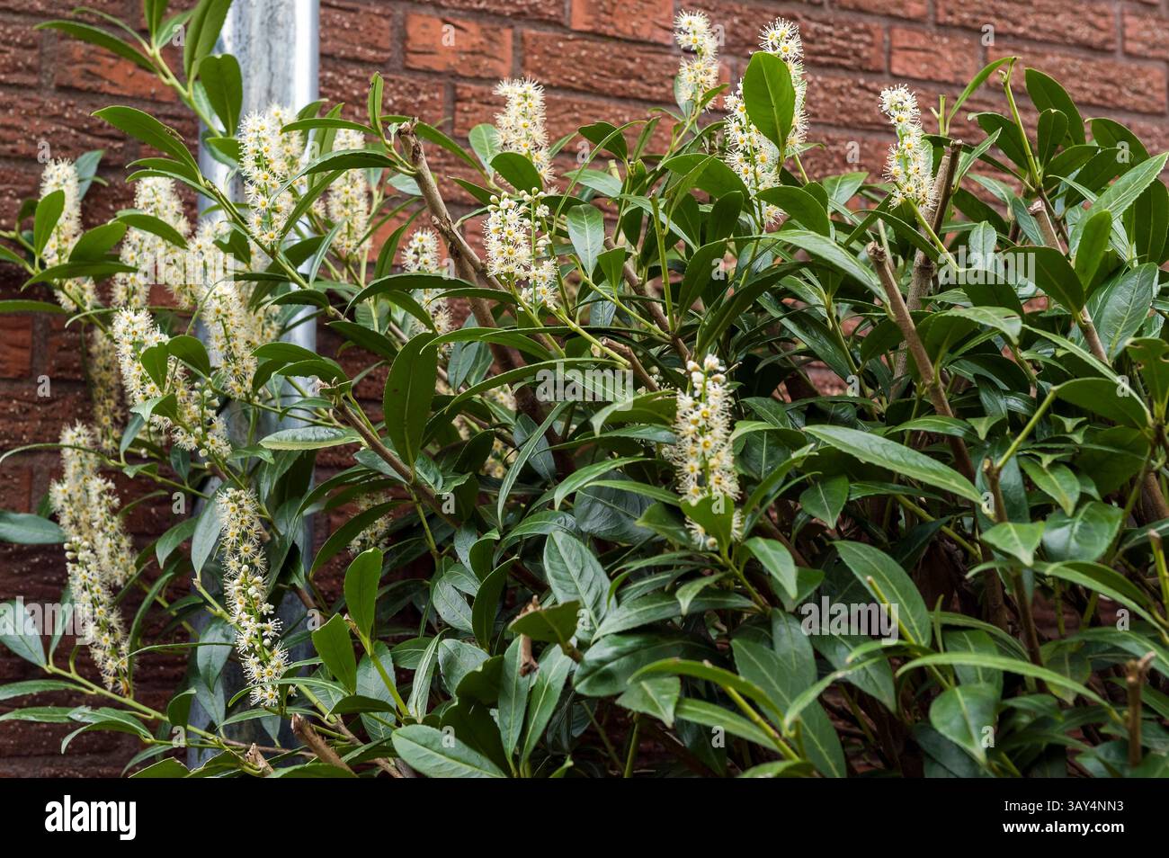 blühender Kirschlorbeer an der Hauswand 20250422ad561 Äste, Außenbereich, Beet, Blätter, Blüte,, Blütenstand, particolare, Dolden, Fassade, Frühling, Garten, Gehölz, Hauswand, Hecke, Jahreszeit, Kirschlorbeer, Klimafolgen, Konkurrenz, Laub, Licht, Mauerwerk, Neophyt, Pflanze, polline, Regenrinne, Schatten, Siedlung, Stein, Triebe, Vorgarten, Wachstum, Wand, Ziergehölz, Zierpflanze Busch Strauch buschig, dict, dominante, eingewandert, glänzend, grün, hartnäckig, hochwüchsig, invasiv, konkurrenzstark, langlebig, ökologisch problematisch, pflegeleicht, raumgreifend, raschwüchsig, robusto, schattierend, s. Foto Stock