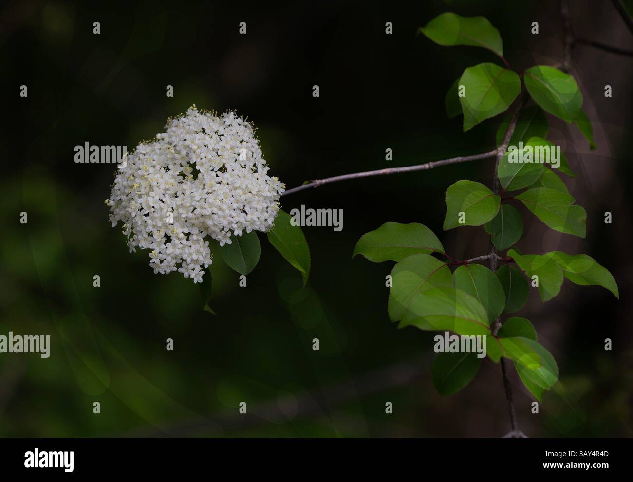 Viburnum fiorisce nel giardino primaverile. Foto Stock
