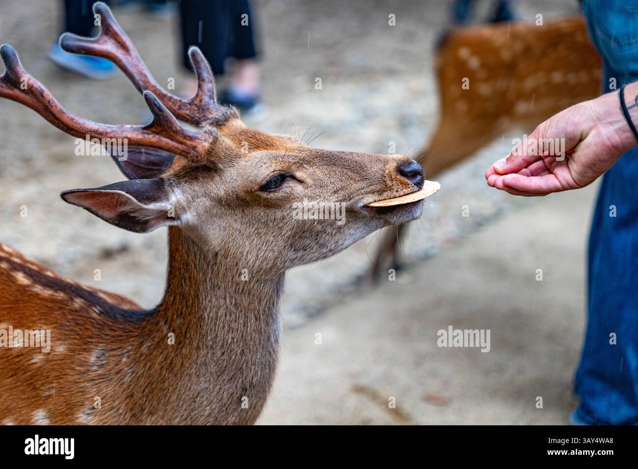 Nara, Giappone - 14.07.2024: Cervi a Nara Foto Stock