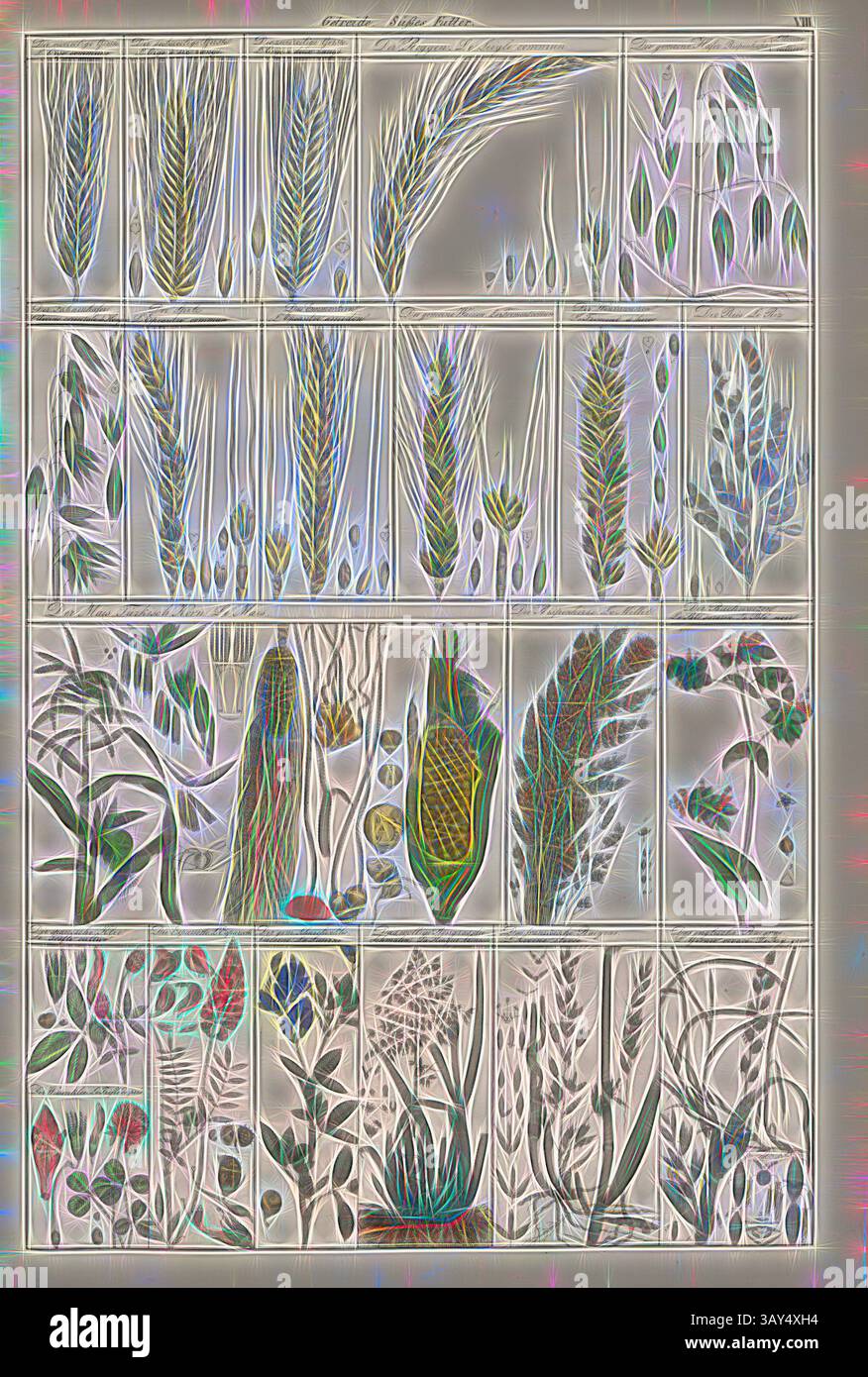 Un'illustrazione dettagliata che mostra vari tipi di piante, tra cui intricate raffigurazioni di foglie, steli e composizioni floreali, organizzate in un formato a griglia per scopi educativi., cereali, vari cereali come orzo, segale, avena, frumento, riso, mais, Taf. VIII, Heinrich Rudolf Schinz: Abbildungen aus der Naturgeschichte. Zürich: bei Friedrich Schulthess, [1824], arte classica con un tocco moderno reinventata da Artotop Foto Stock