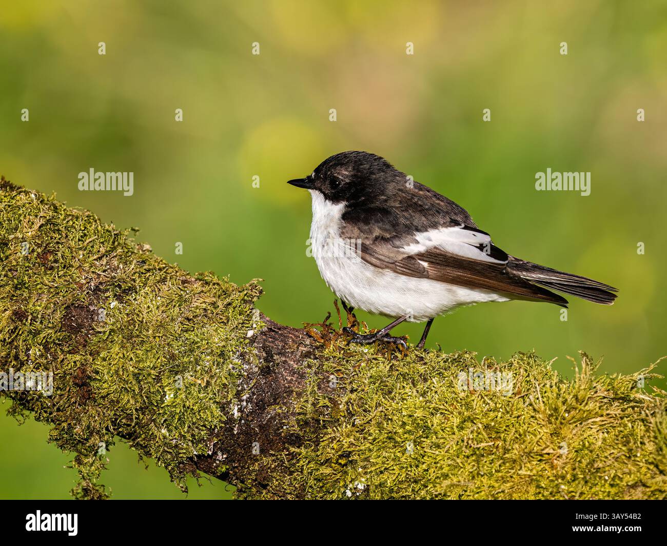 I flycatcher Pied migrano dall'Africa per riprodursi nel Regno Unito in primavera/estate. Il maschio è bianco e nero mentre la femmina è marrone e bianco. Foto Stock