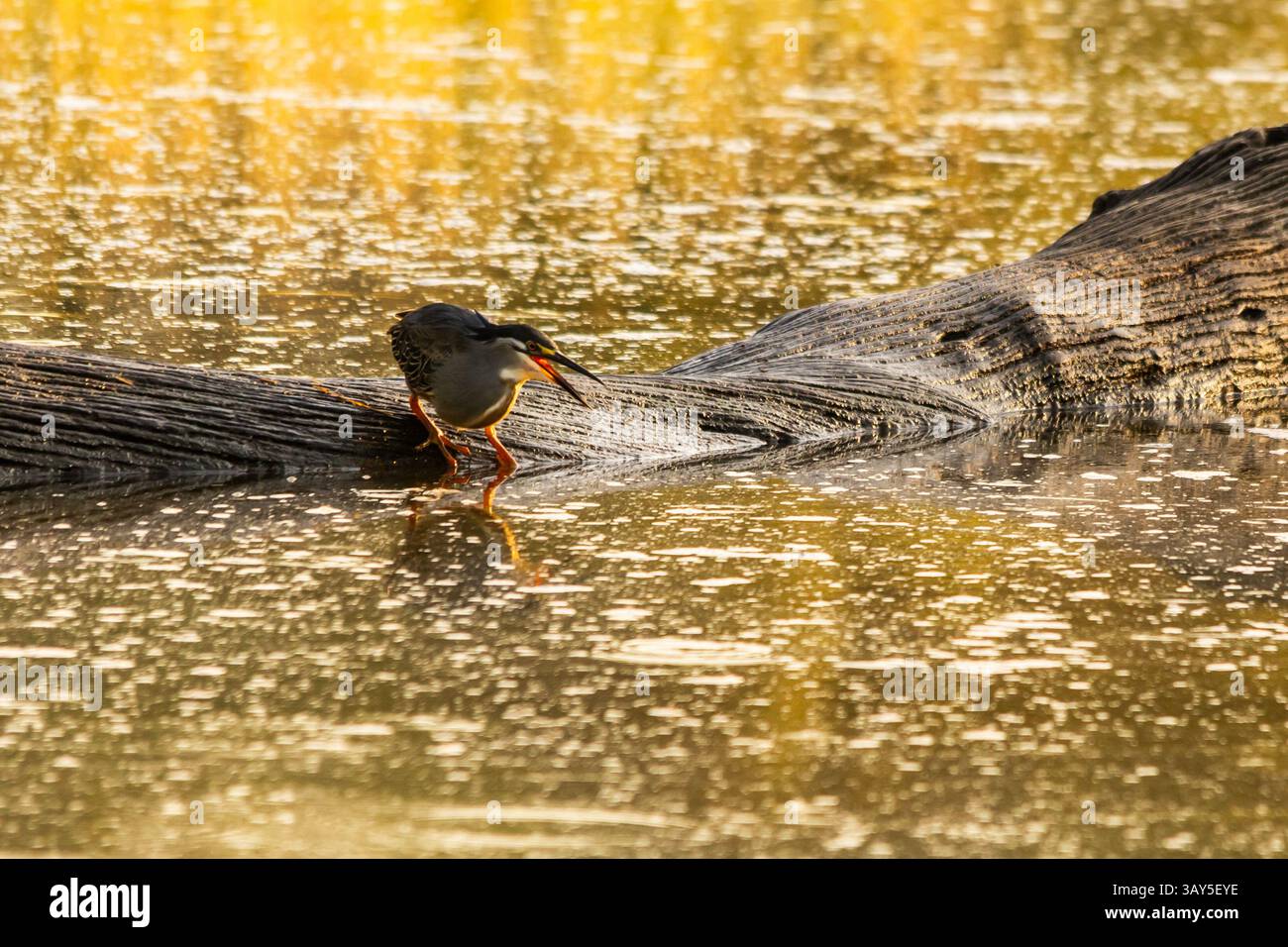 Un airone dalla parte verde impegnato a caccia da un ceppo di alberi morti semi-sommerso nella luce dorata della mattina presto al lago Panic nel Kruger National Foto Stock