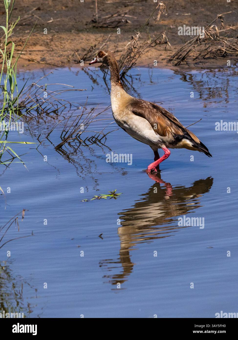 Un'oca egiziana, con le sue zampe rosa brillanti, che cammina in un ruscello poco profondo con il suo riflesso, nel Parco Nazionale Kruger Foto Stock